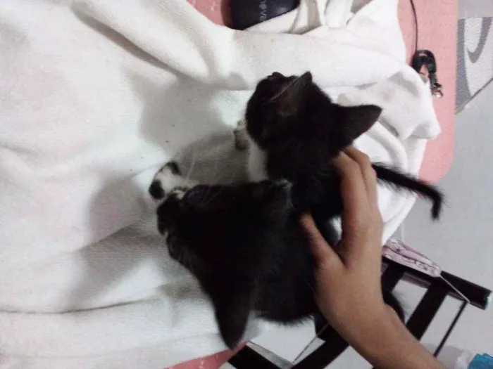 Gato ra a Vira lata idade Abaixo de 2 meses nome Filhote