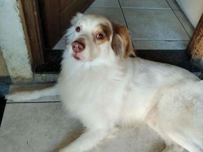 Cachorro ra a Viralata idade 6 ou mais anos nome Gurizin