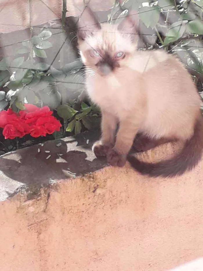 Gato ra a Siamês  idade 2 a 6 meses nome Sem nome