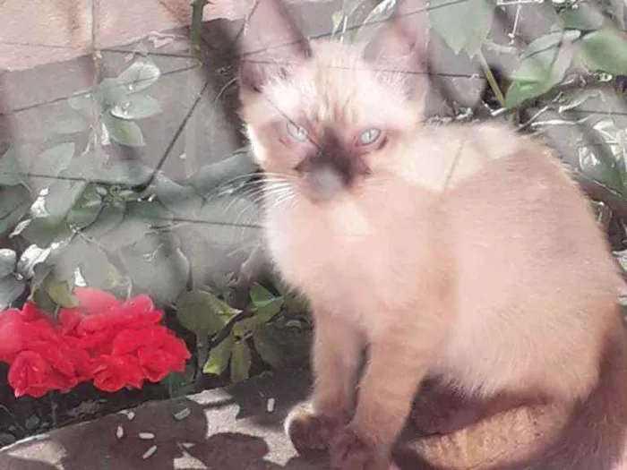 Gato ra a Siamês  idade 2 a 6 meses nome Sem nome