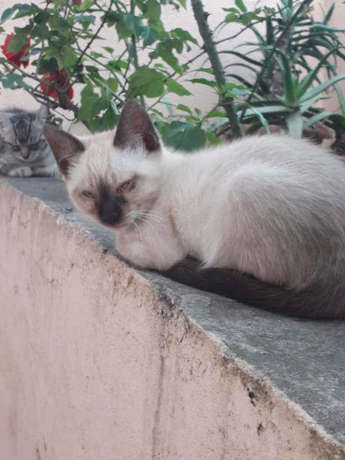 Gato ra a Siamês  idade 2 a 6 meses nome Sem nome