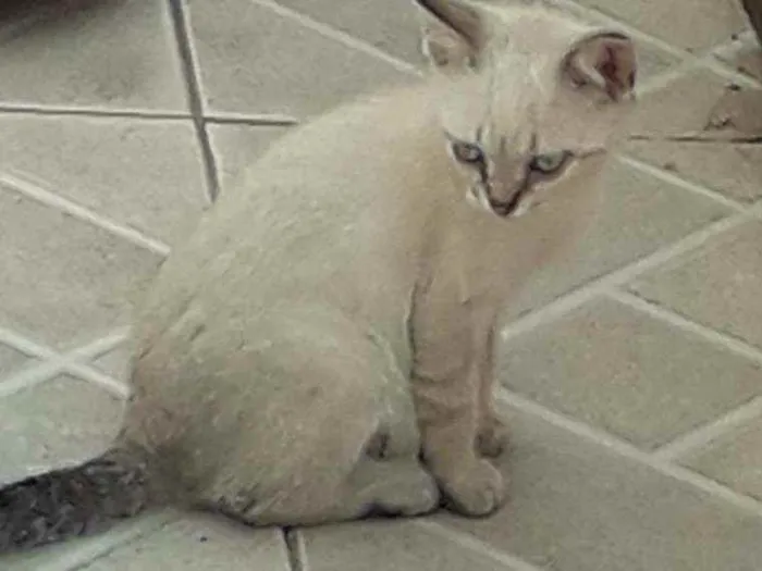 Gato ra a  idade 2 a 6 meses nome Sem nome