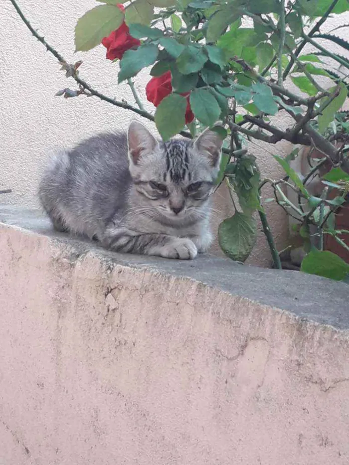 Gato ra a  idade 2 a 6 meses nome Sem nome 