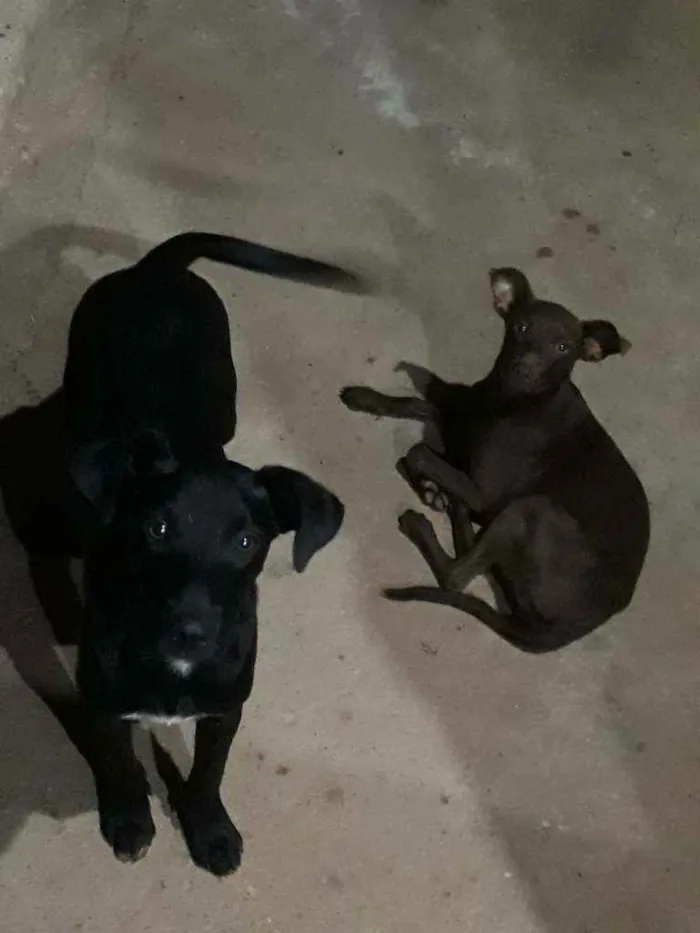 Cachorro ra a Vira lata.  idade 7 a 11 meses nome Mel