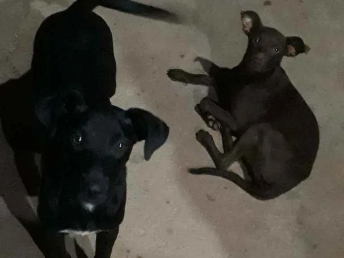 Cachorro ra a Vira lata.  idade 7 a 11 meses nome Mel