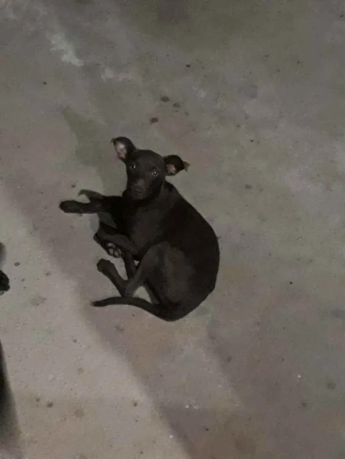 Cachorro ra a Vira lata.  idade 7 a 11 meses nome Mel
