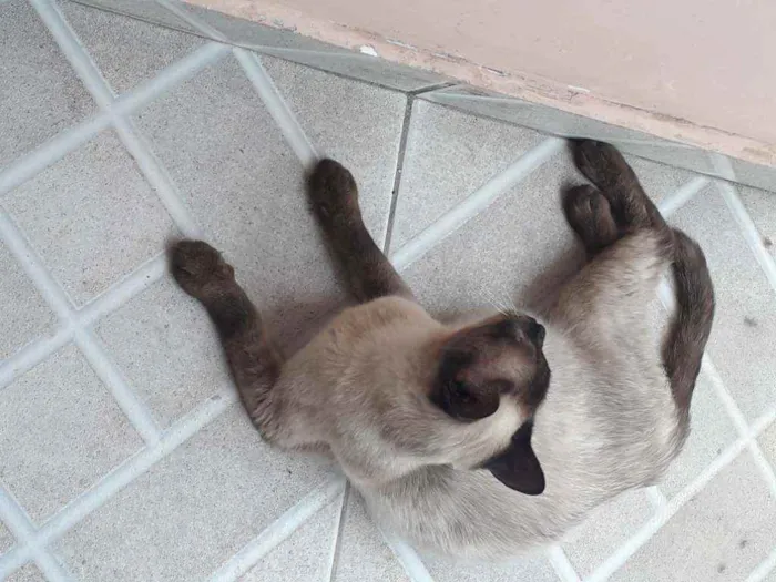 Gato ra a Siamês  idade 2 anos nome Sem nome 