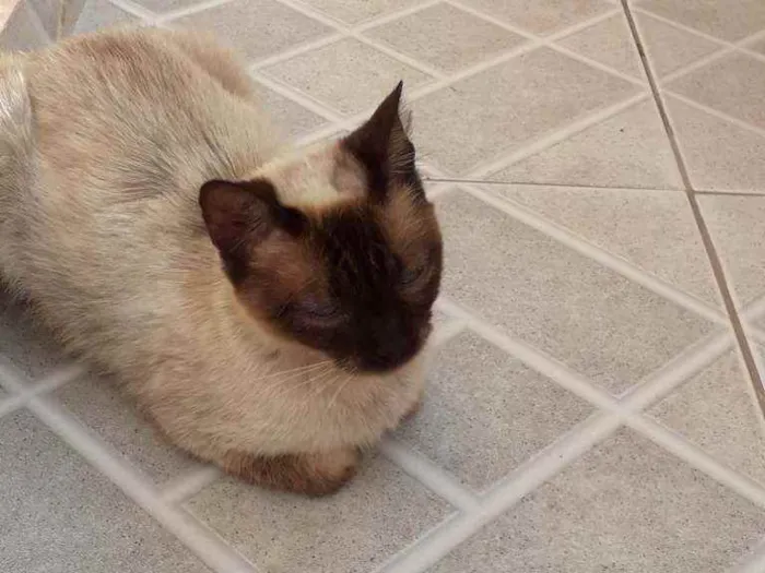 Gato ra a Siamês  idade 2 anos nome Sem nome 