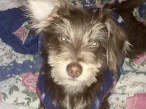 Cachorro raça Srd idade 1 ano nome Pingo lindo demais 