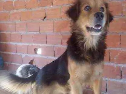 Toddy lindo bonzinho