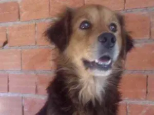Cachorro raça Srd idade 1 ano nome Toddy lindo bonzinho