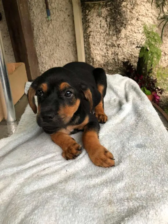 Cachorro raça SRD-ViraLata idade 2 a 6 meses nome Dino 6