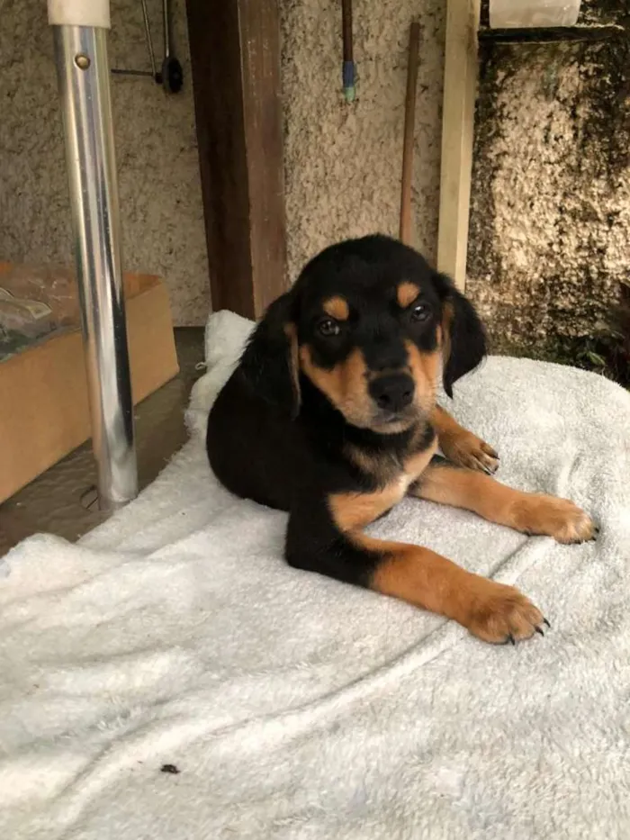 Cachorro raça SRD-ViraLata idade 2 a 6 meses nome Dino 7