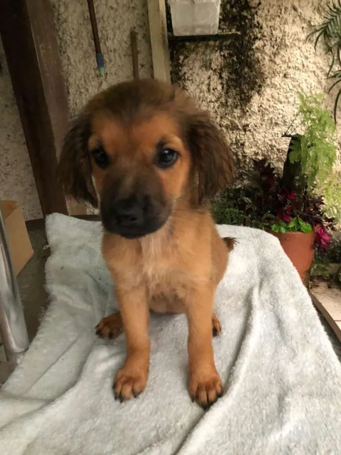 Cachorro raça SRD-ViraLata idade 2 a 6 meses nome Dino 8