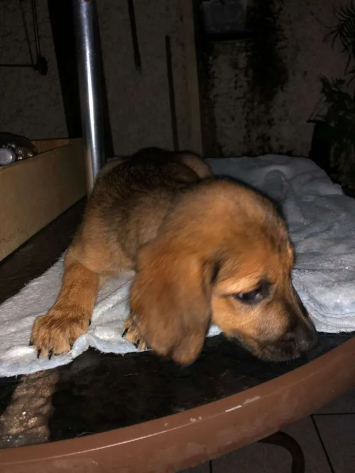 Cachorro raça SRD-ViraLata idade 2 a 6 meses nome Dino 10