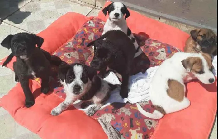 Cachorro ra a Vira lata idade 2 a 6 meses nome Não tem