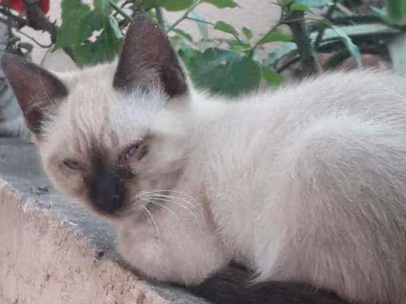 Gato ra a Siamês  idade 2 a 6 meses nome Sem nome