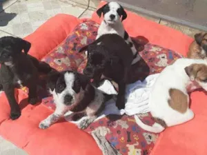 Cachorro raça Vira lata idade 2 a 6 meses nome Não tem