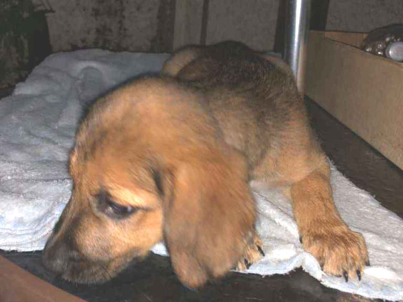 Cachorro raça SRD-ViraLata idade 2 a 6 meses nome Dino 10