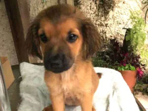 Cachorro raça SRD-ViraLata idade 2 a 6 meses nome Dino 8