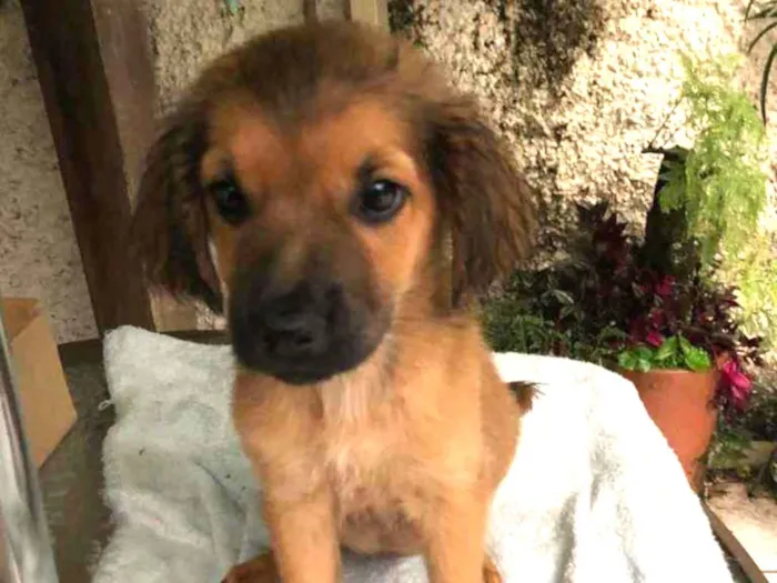 Cachorro raça SRD-ViraLata idade 2 a 6 meses nome Dino 8