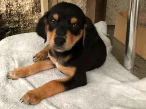 Cachorro raça SRD-ViraLata idade 2 a 6 meses nome Dino 7