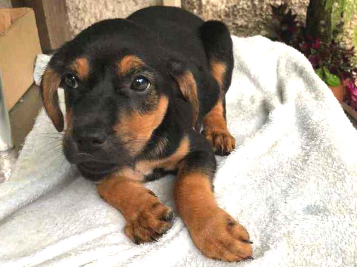 Cachorro raça SRD-ViraLata idade 2 a 6 meses nome Dino 6