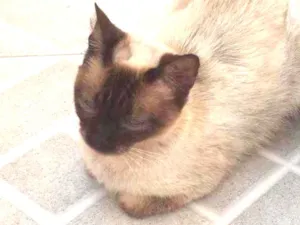 Gato raça Siamês  idade 2 anos nome Sem nome 