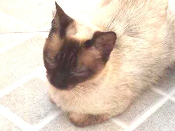 Gato ra a Siamês  idade 2 anos nome Sem nome 