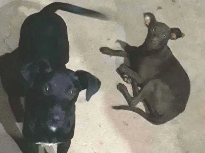 Cachorro ra a Vira lata.  idade 7 a 11 meses nome Mel