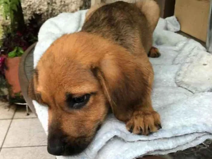 Cachorro raça SRD-ViraLata idade 2 a 6 meses nome Dino 4
