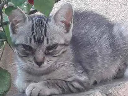 Gato ra a  idade 2 a 6 meses nome Sem nome 