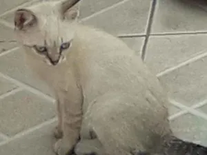 Gato raça  idade 2 a 6 meses nome Sem nome