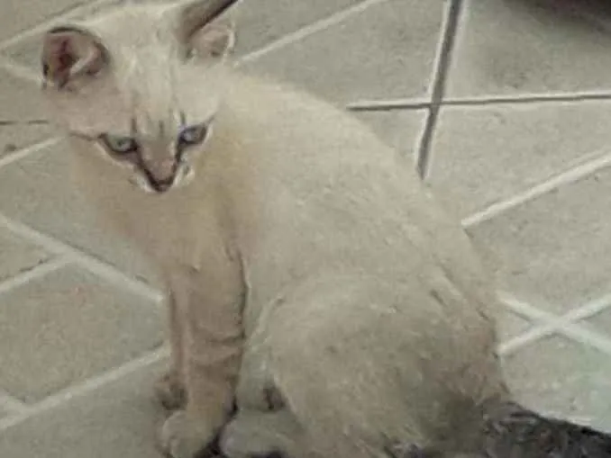 Gato ra a  idade 2 a 6 meses nome Sem nome