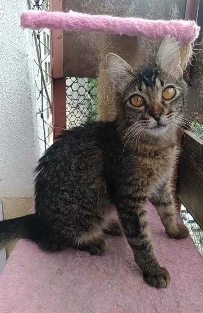 Gato ra a Srd idade 2 a 6 meses nome Ayla