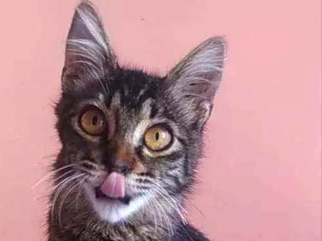 Gato ra a Srd idade 2 a 6 meses nome Ayla