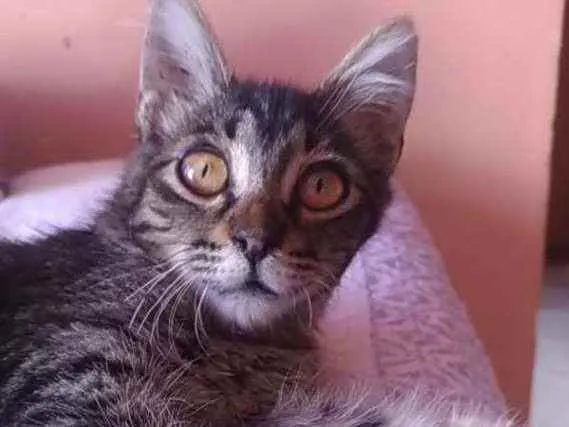 Gato ra a Srd idade 2 a 6 meses nome Ayla