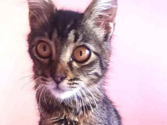Gato ra a Srd idade 2 a 6 meses nome Ayla