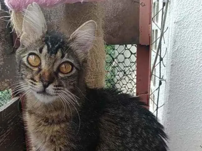 Gato ra a Srd idade 2 a 6 meses nome Ayla