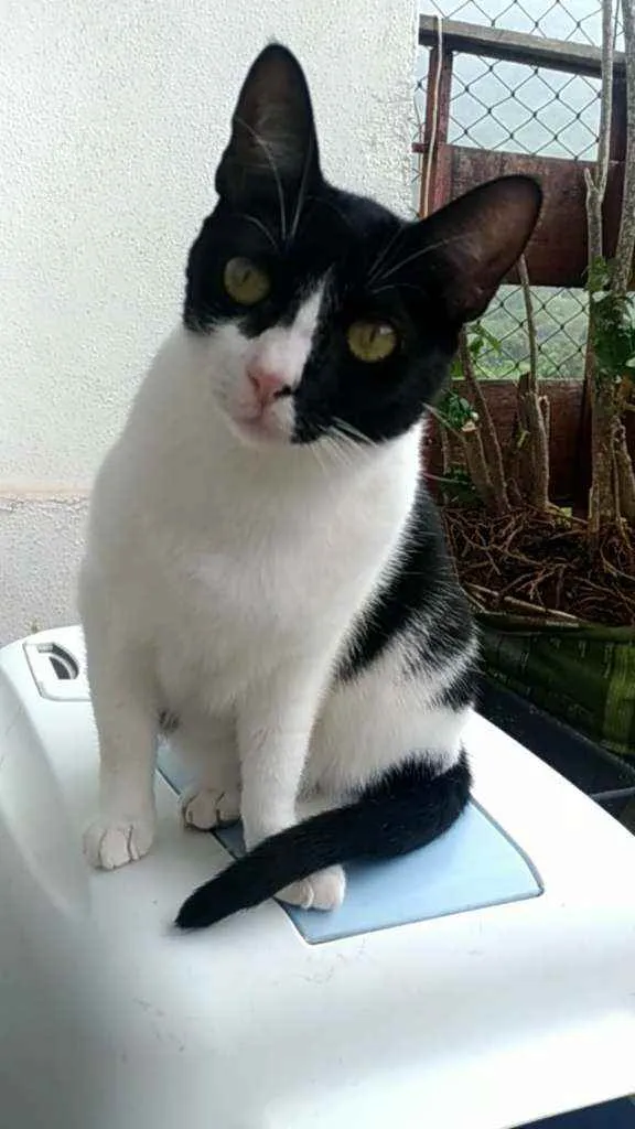 Gato ra a Srd idade 2 anos nome Cléo