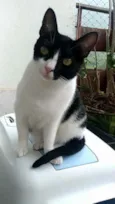 Cléo