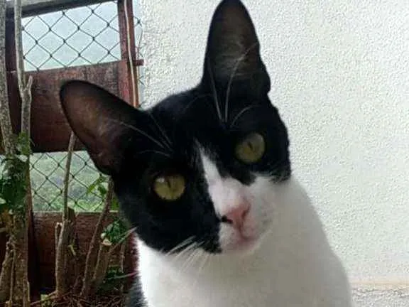 Gato ra a Srd idade 2 anos nome Cléo