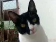 Cléo