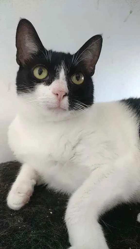 Gato ra a Srd idade 2 anos nome Cléo