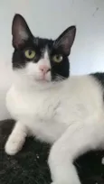 Cléo
