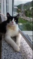 Olaf