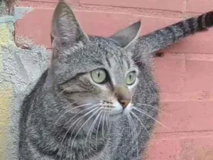 Gato raça Srd idade 2 anos nome Vick
