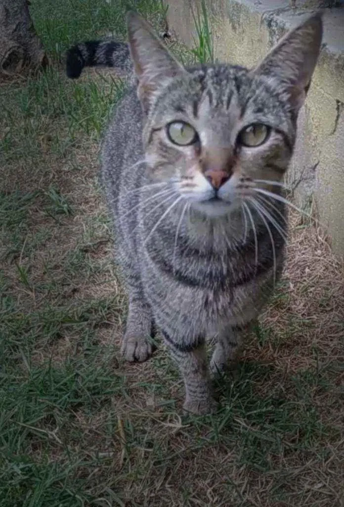 Gato ra a Srd idade 2 anos nome Vick
