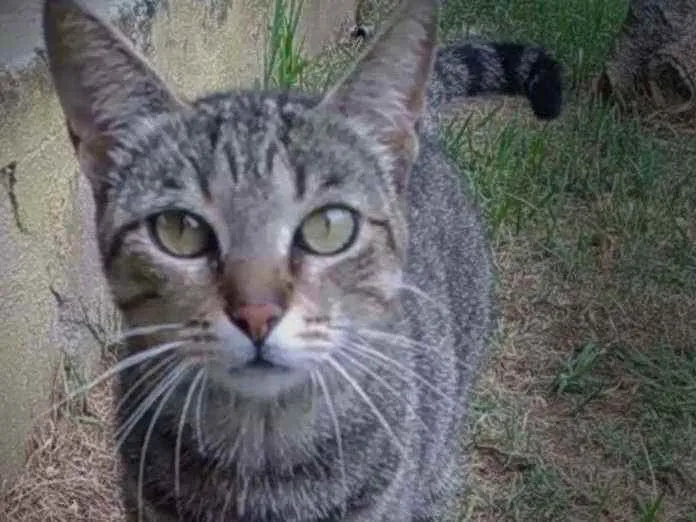 Gato ra a Srd idade 2 anos nome Vick
