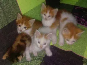 Gato raça  idade Abaixo de 2 meses nome Não dei nomes